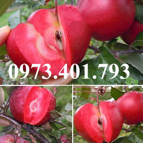 CÂY GIỐNG TÁO ĐỎ